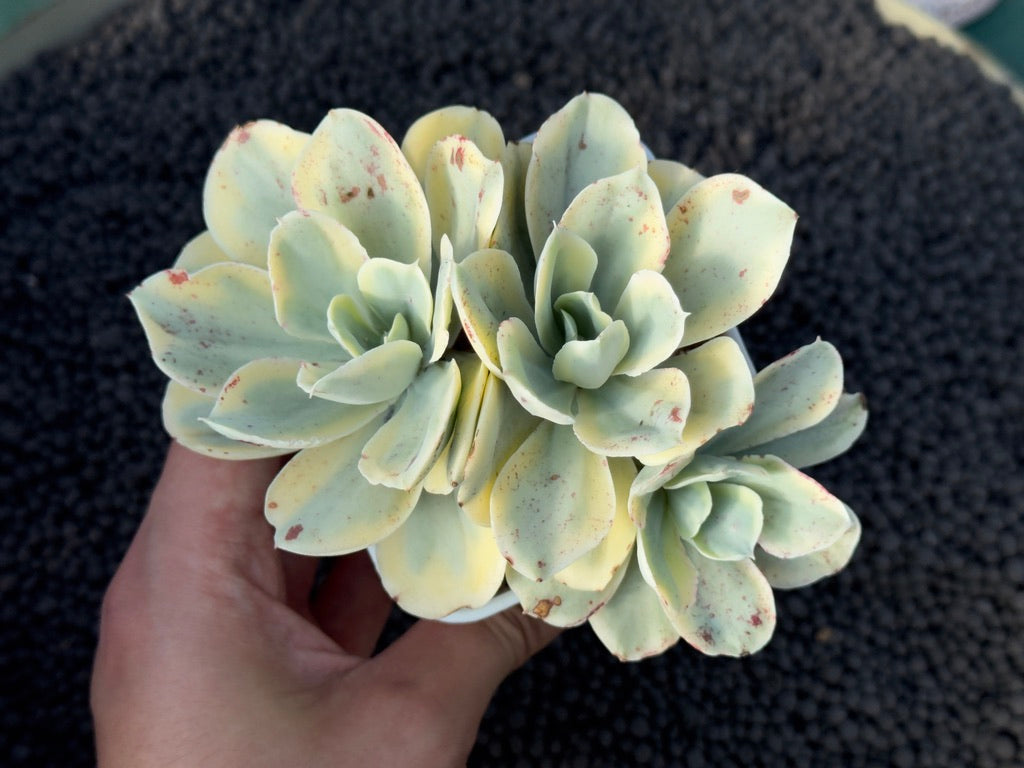 Variegated Echeveria Moon River Korean Succulent Plant