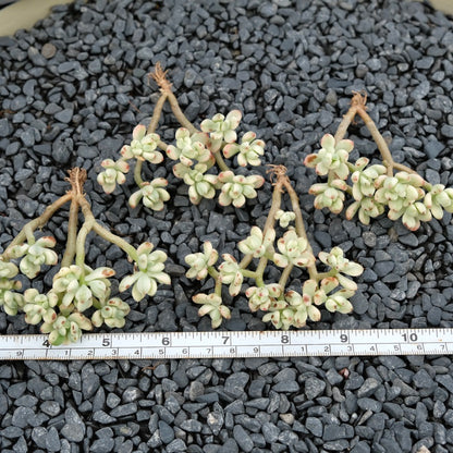 Variegated Echeveria Satang Imported Succulent Plant