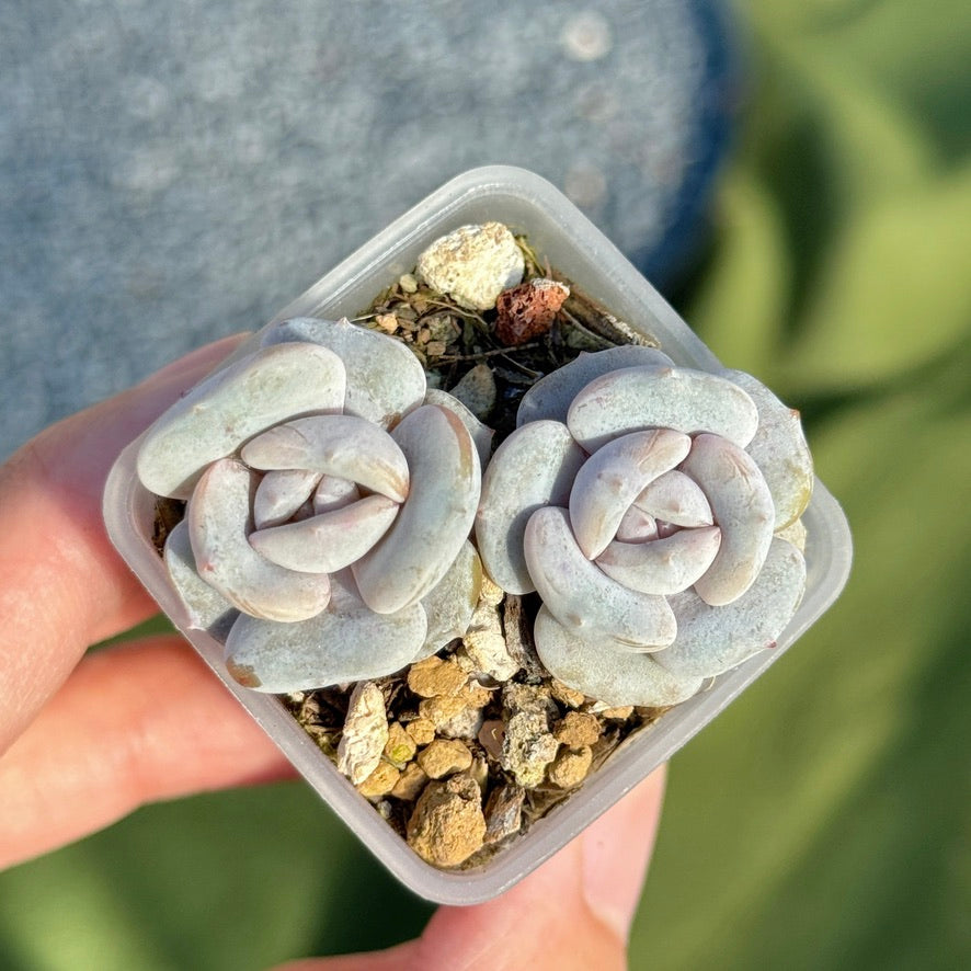 Echeveria Milk Purple Korean Succulent Plant Changhee hybrid