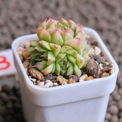 Echeveria Cola Jelly Imported Succulent Plant - B