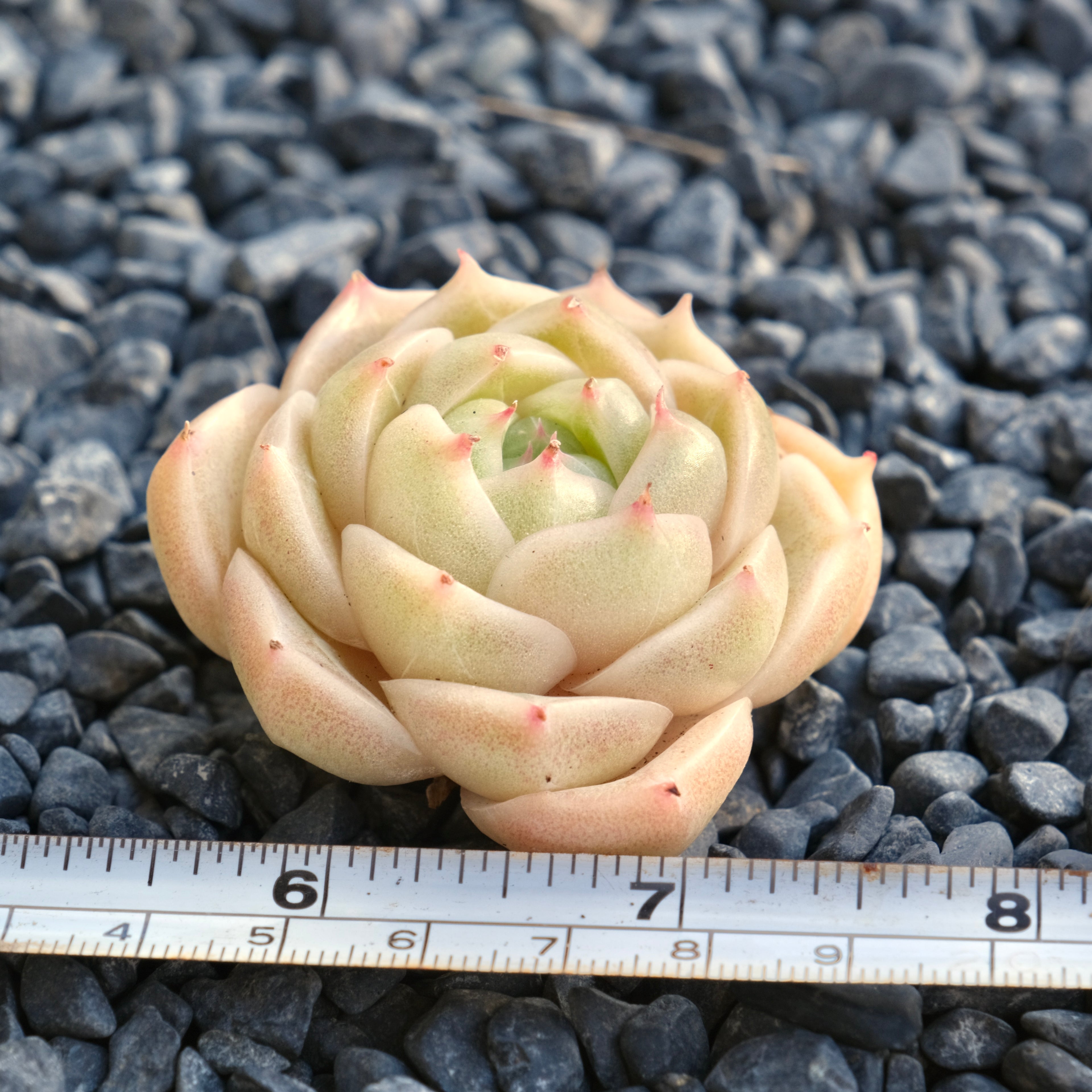Echeveria Malgan Imported Succulent Plant