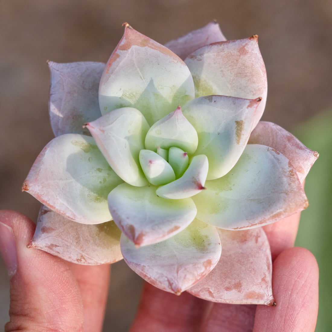 Echeveria Ice Muscle Korean Succulent Plant