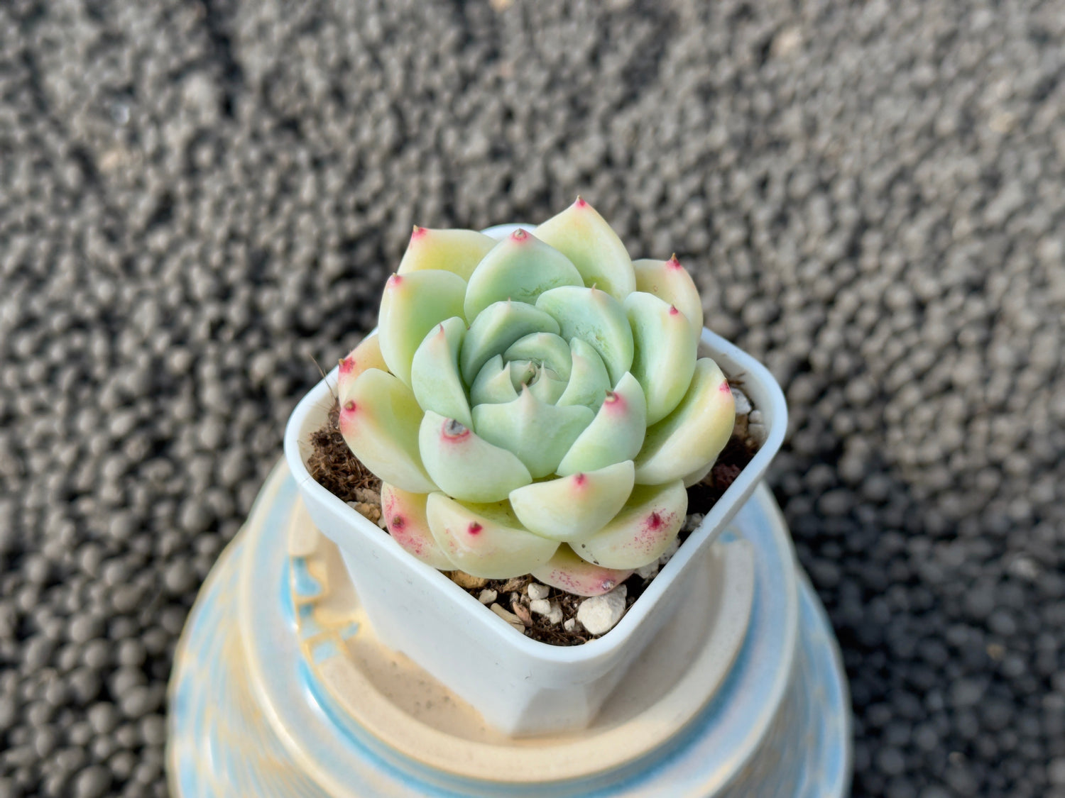 Echeveria MomoK Korean Succulent Plant Hwaga Hybrid