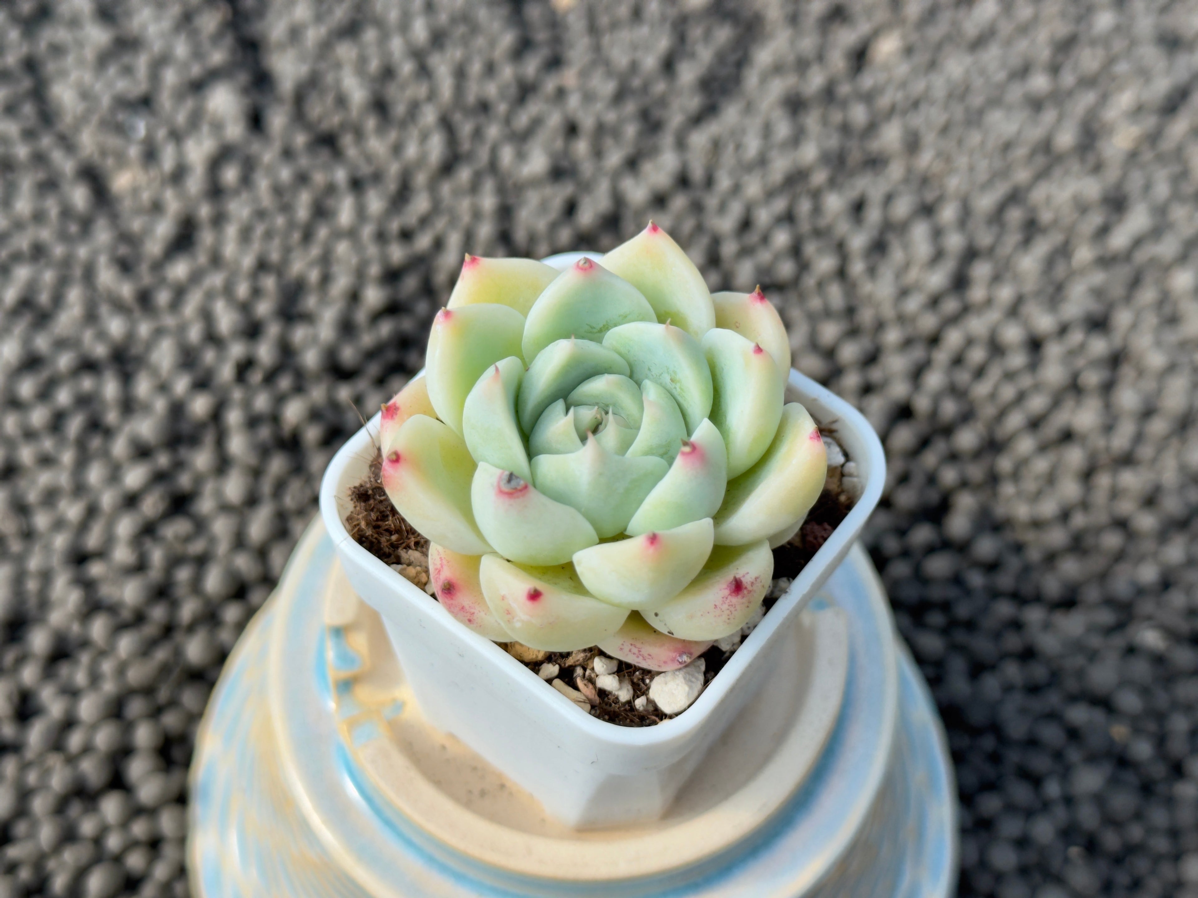 Echeveria MomoK Korean Succulent Plant Hwaga Hybrid