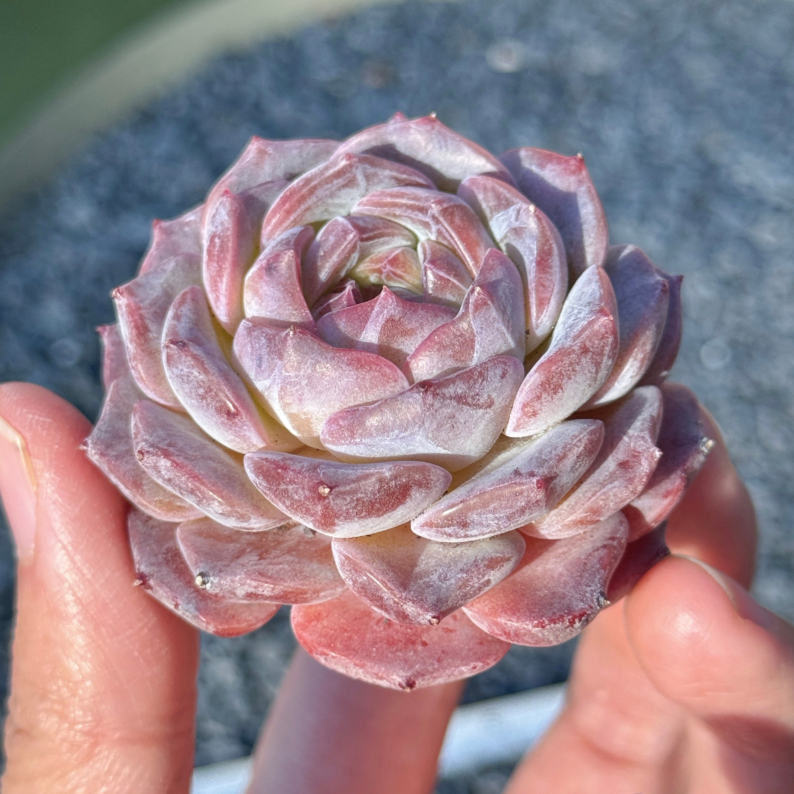 Echeveria Jelly Hybrid Succulent Plant B