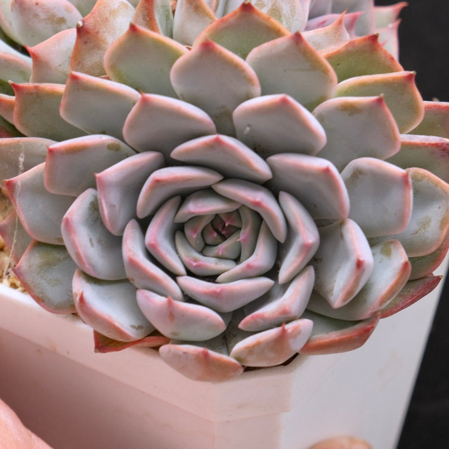 Big Echeveria Estrella cluster Korean Succulent Plant