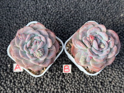 Echeveria Ice Soul Imported Succulent Plant