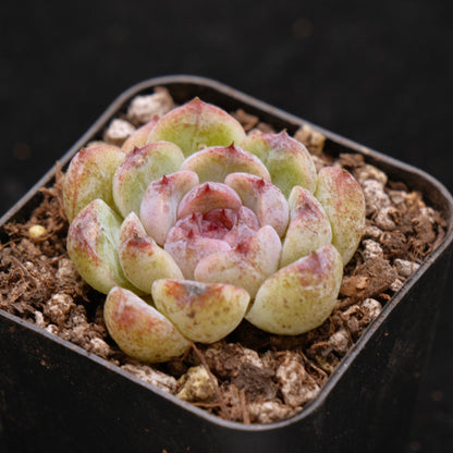 Echeveria Black Derenbergii Korean Succulent Plant