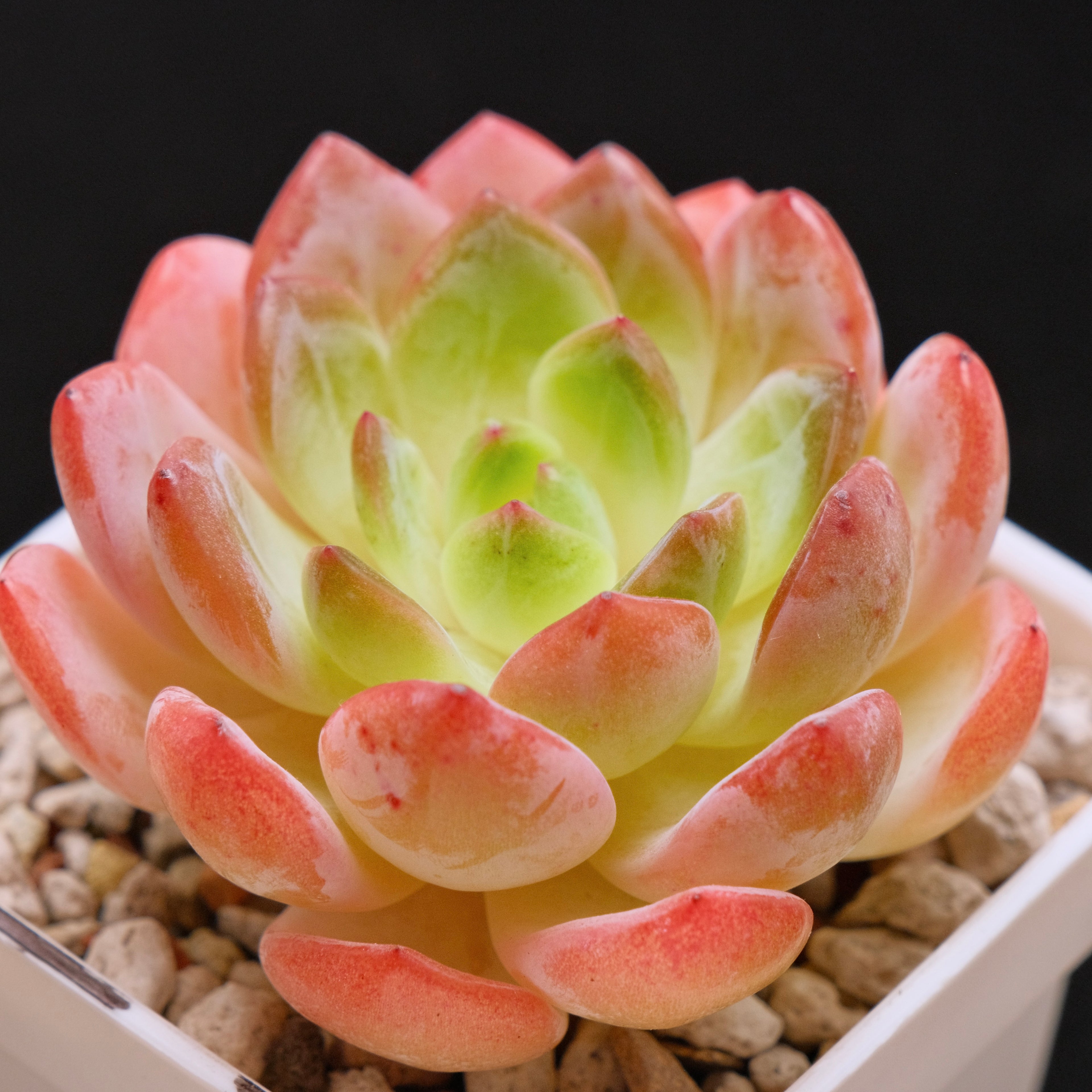 Echeveria Starmark Korean Succulent Plant