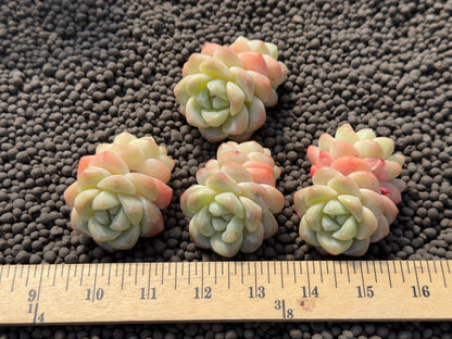 Echeveria Ice Green Imported Succulent Plant