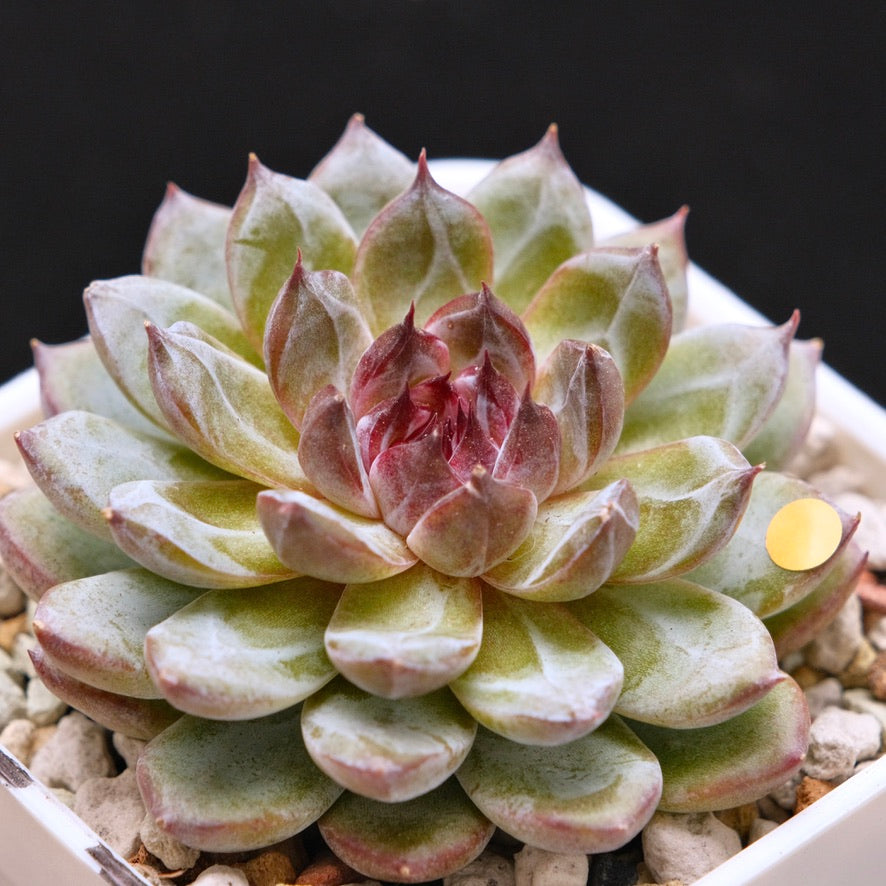 Echeveria Gem Stone Korean Succulent Plant