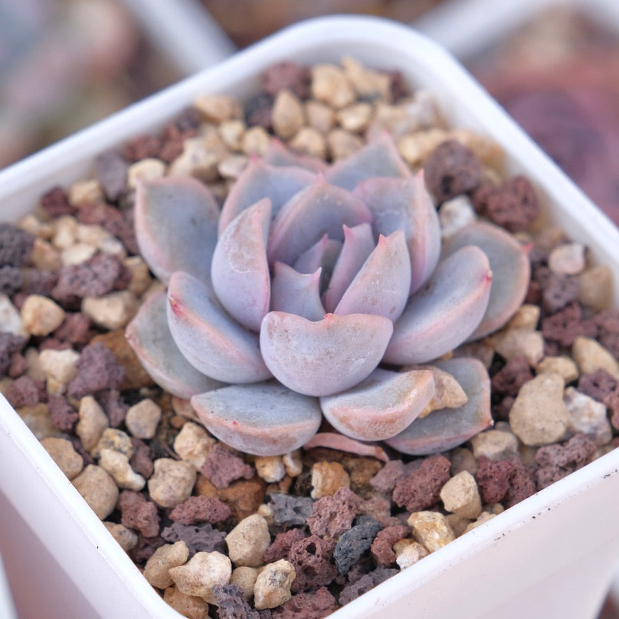 echeveria orion succulent Echeveria Orion Succulent Plant – Succielife