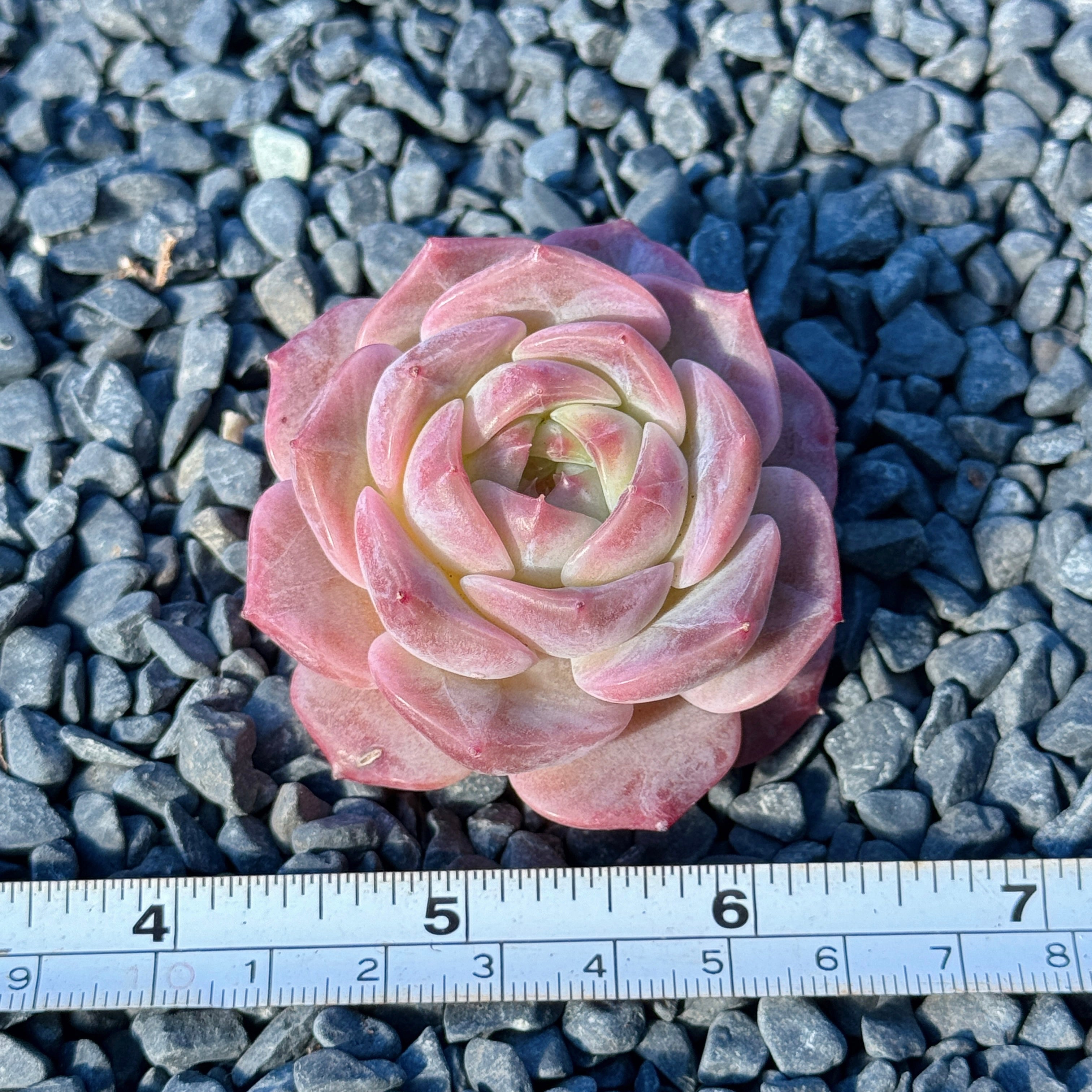 Echeveria Jelly Hybrid Succulent Plant A