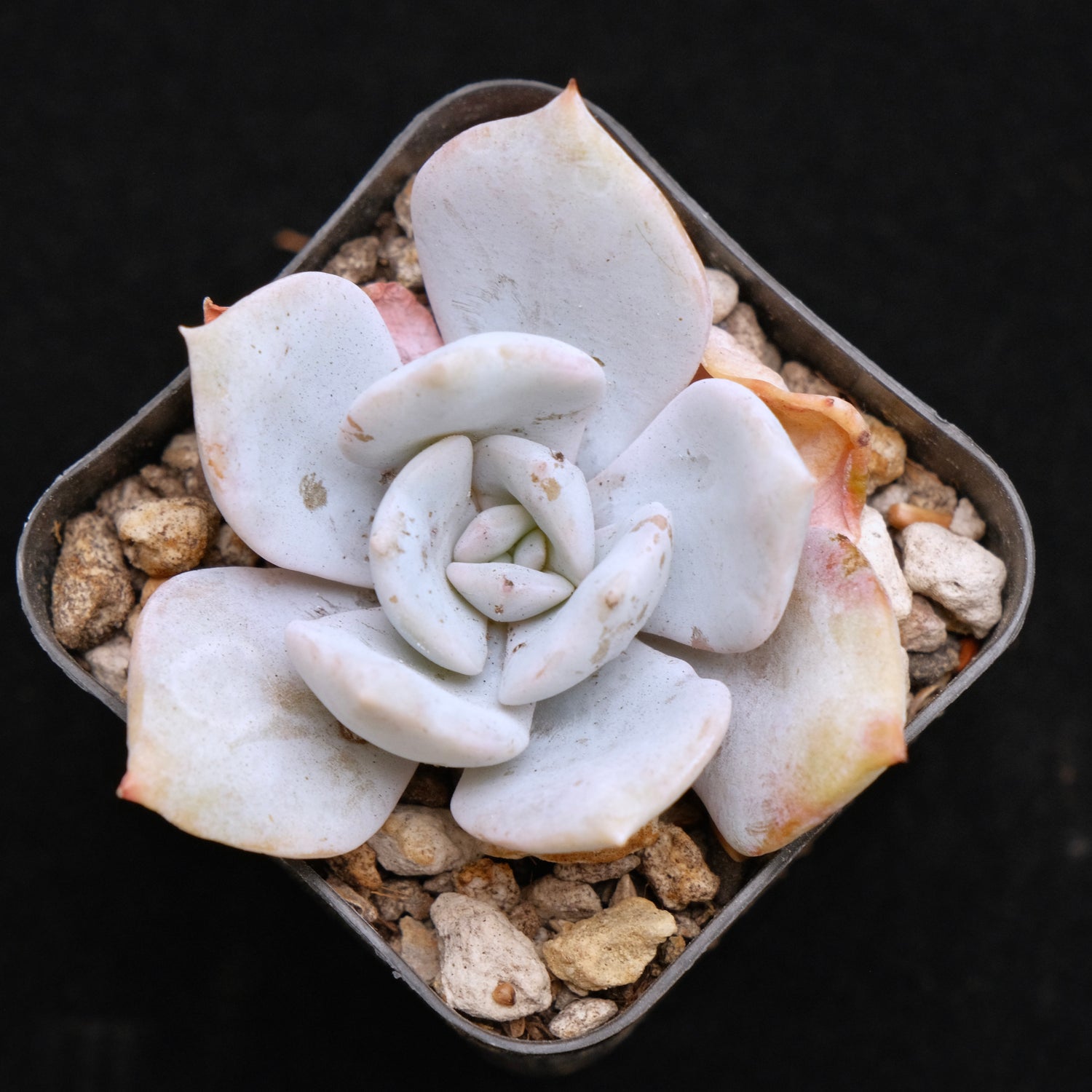 Echeveria laui hybrid Korean Succulent Plant