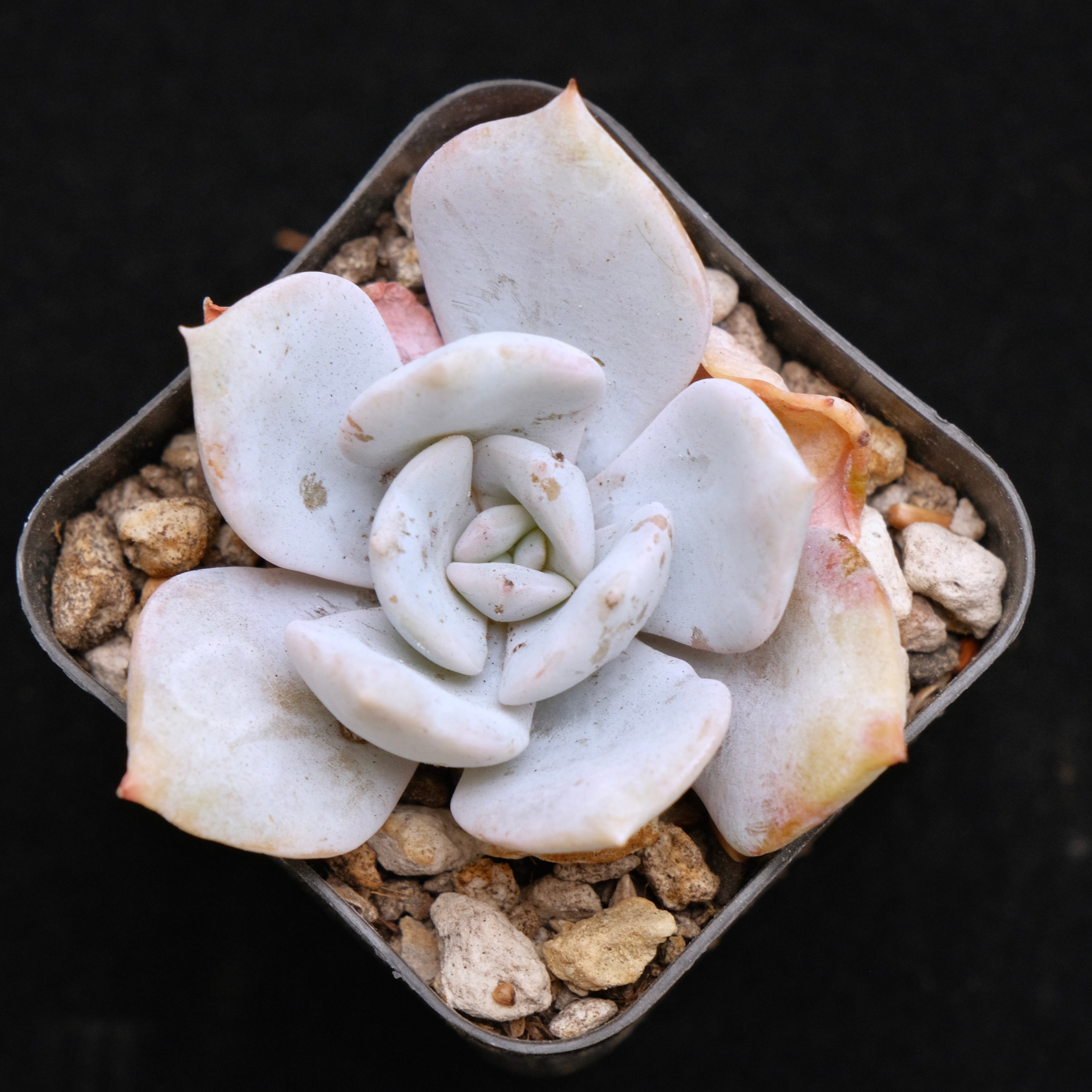 Echeveria laui hybrid Korean Succulent Plant
