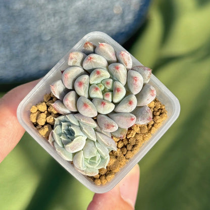 Echeveria Anthony Quinn + other baby Korean Succulent Plant