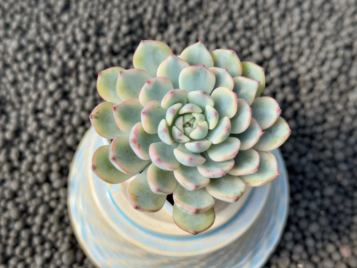 Variegated Echeveria minima Imported Succulent Plant