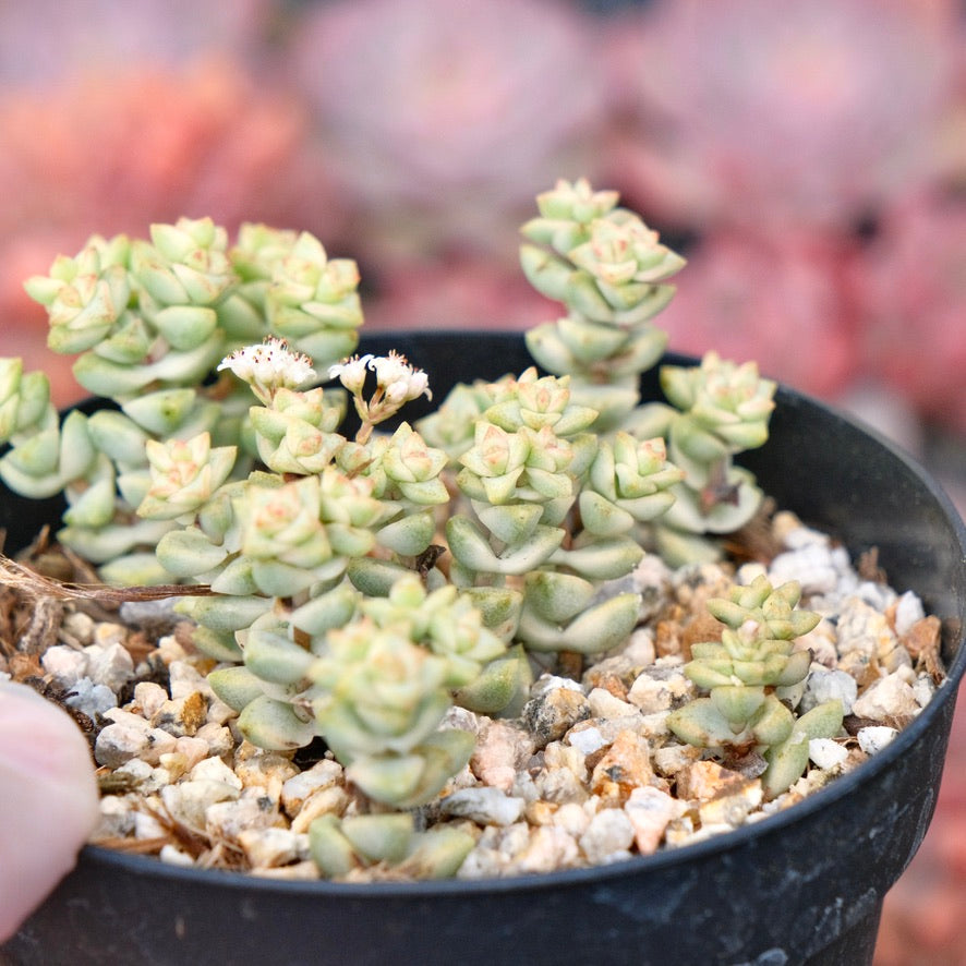 Variegated Crassula Pastel Succulent Plant