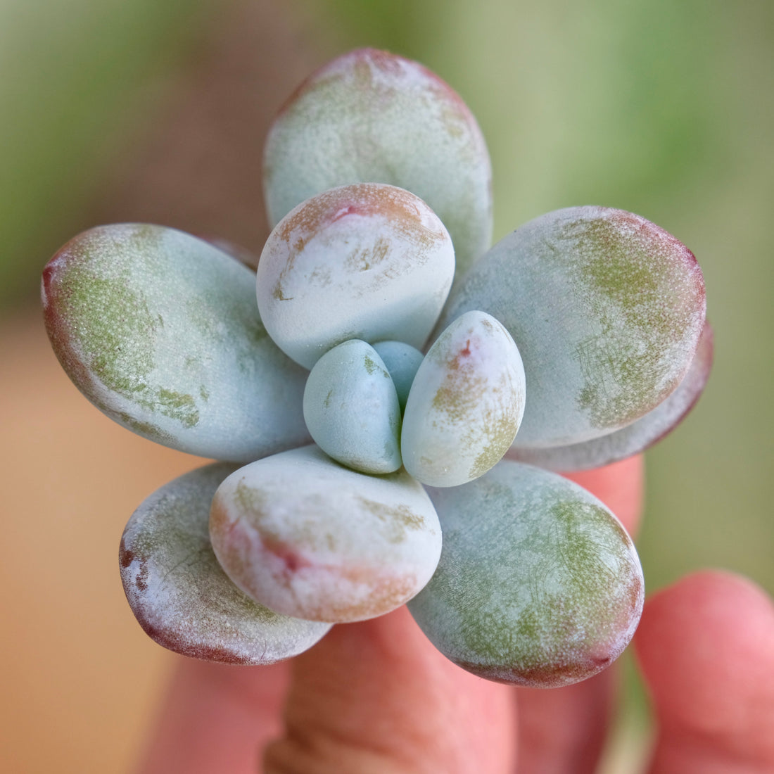 Jeronimoa Cuicatecana Korean Succulent Plant