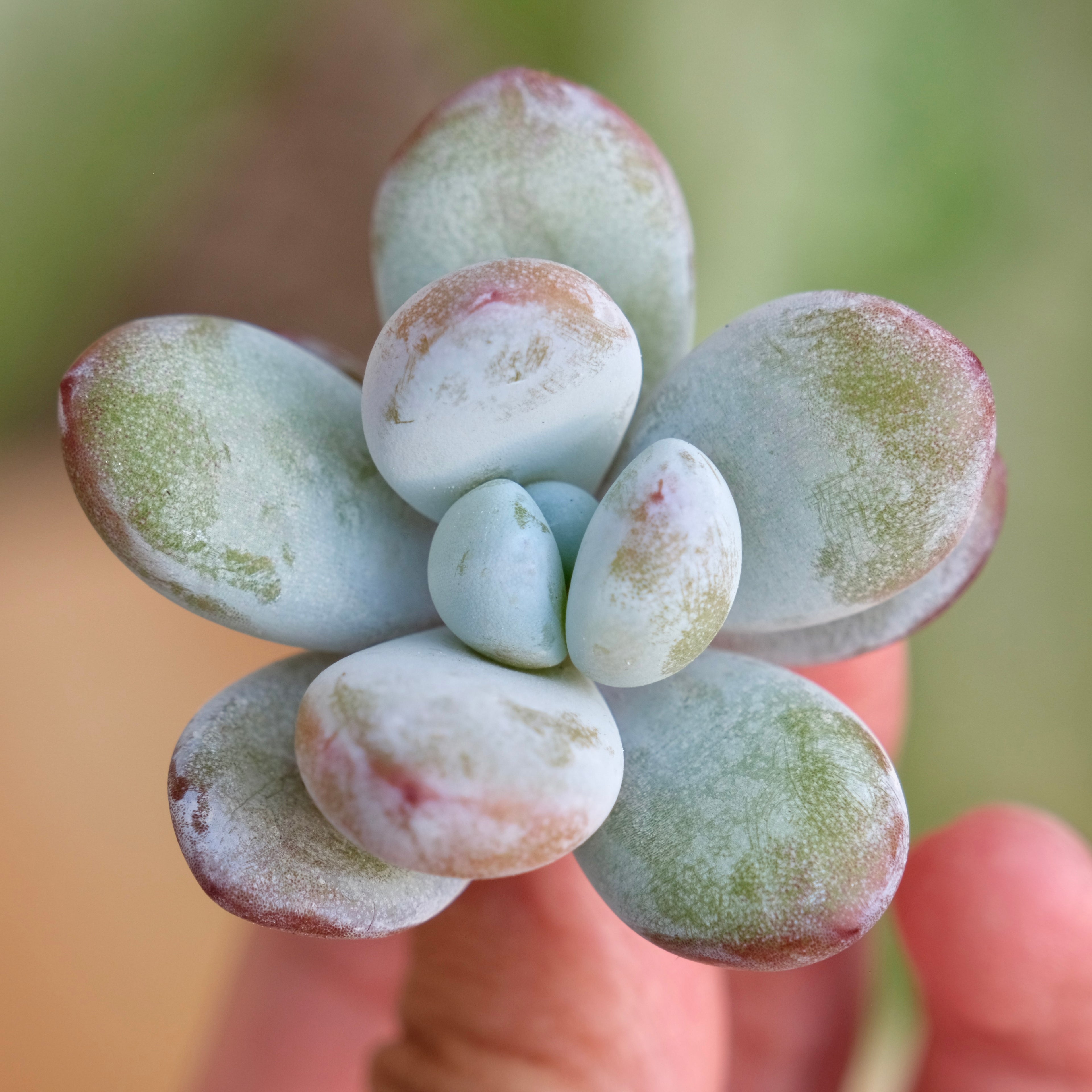 Jeronimoa Cuicatecana Korean Succulent Plant