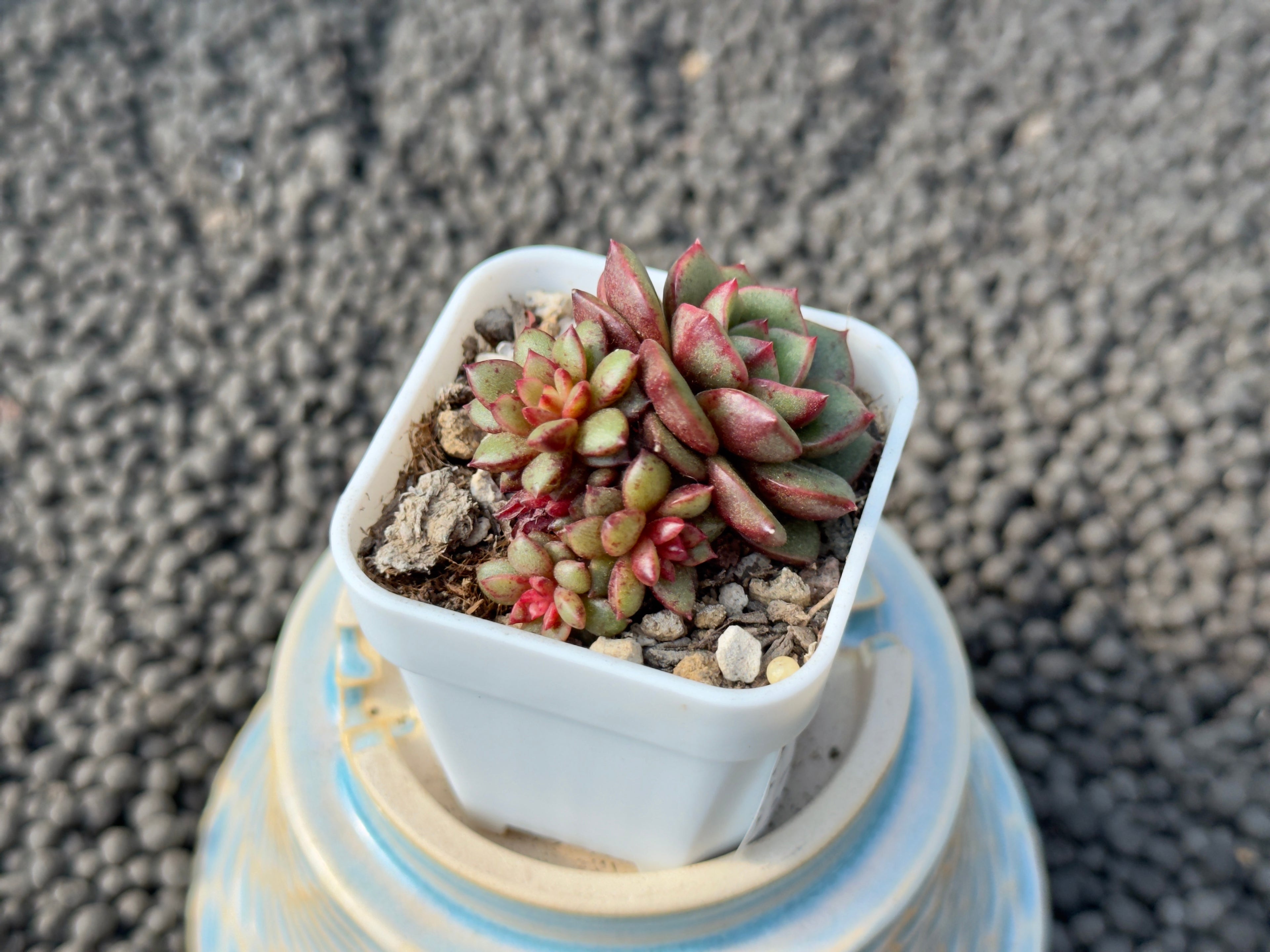 Echeveria Play with Fire Korean Succulent Plant