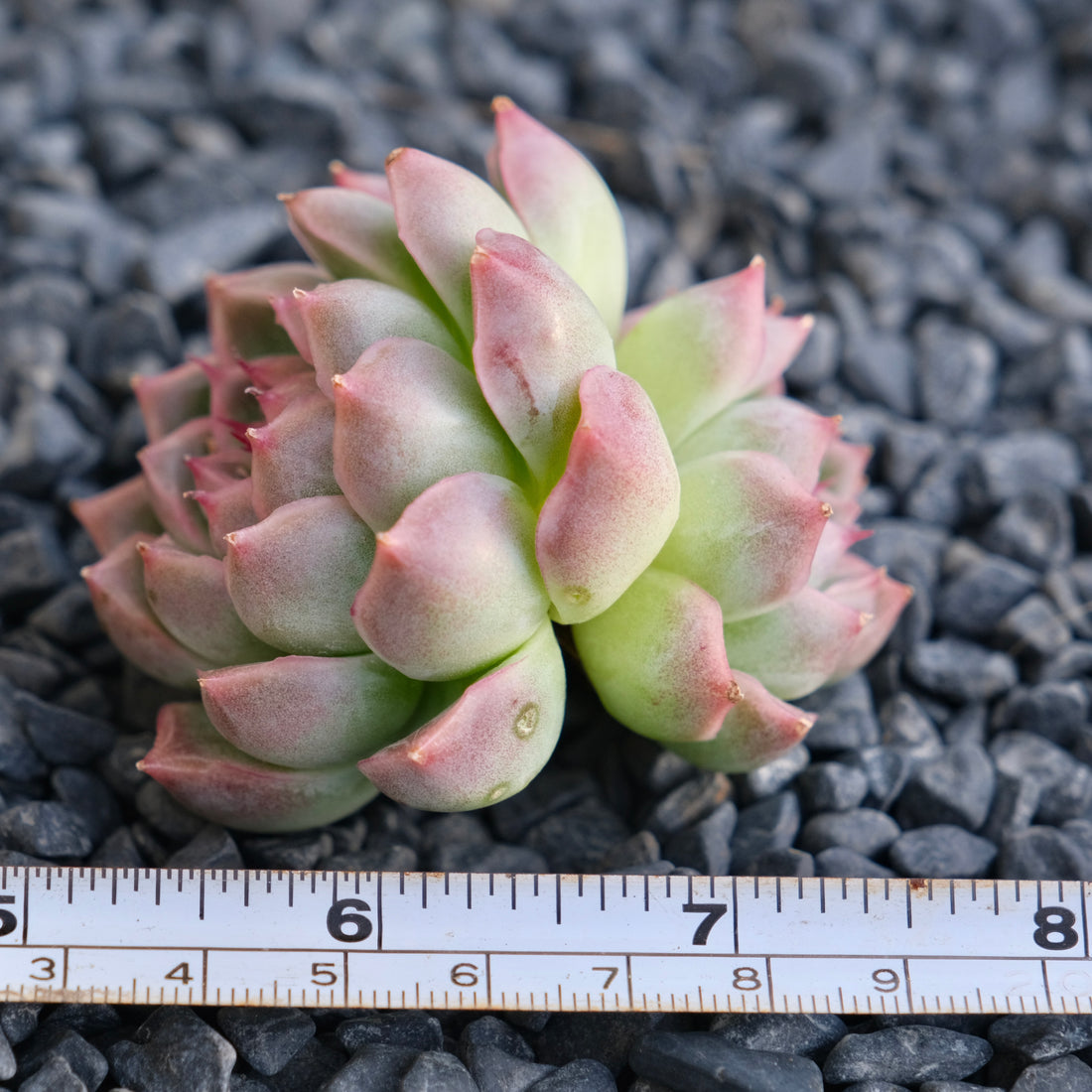 Echeveria Fontina Korean Succulent Plant