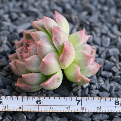 Echeveria Fontina Korean Succulent Plant