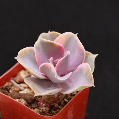 Variegated Echeveria Rainbow Korean Succulent Plant