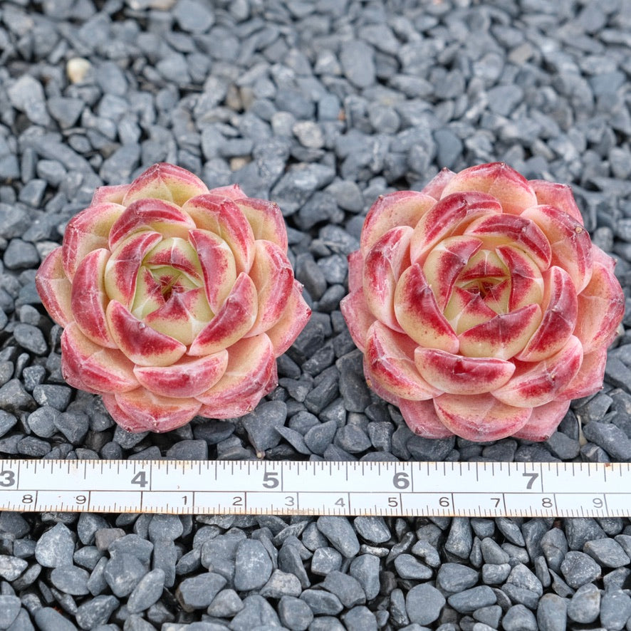 Echeveria EOS Imported Succulent Plant