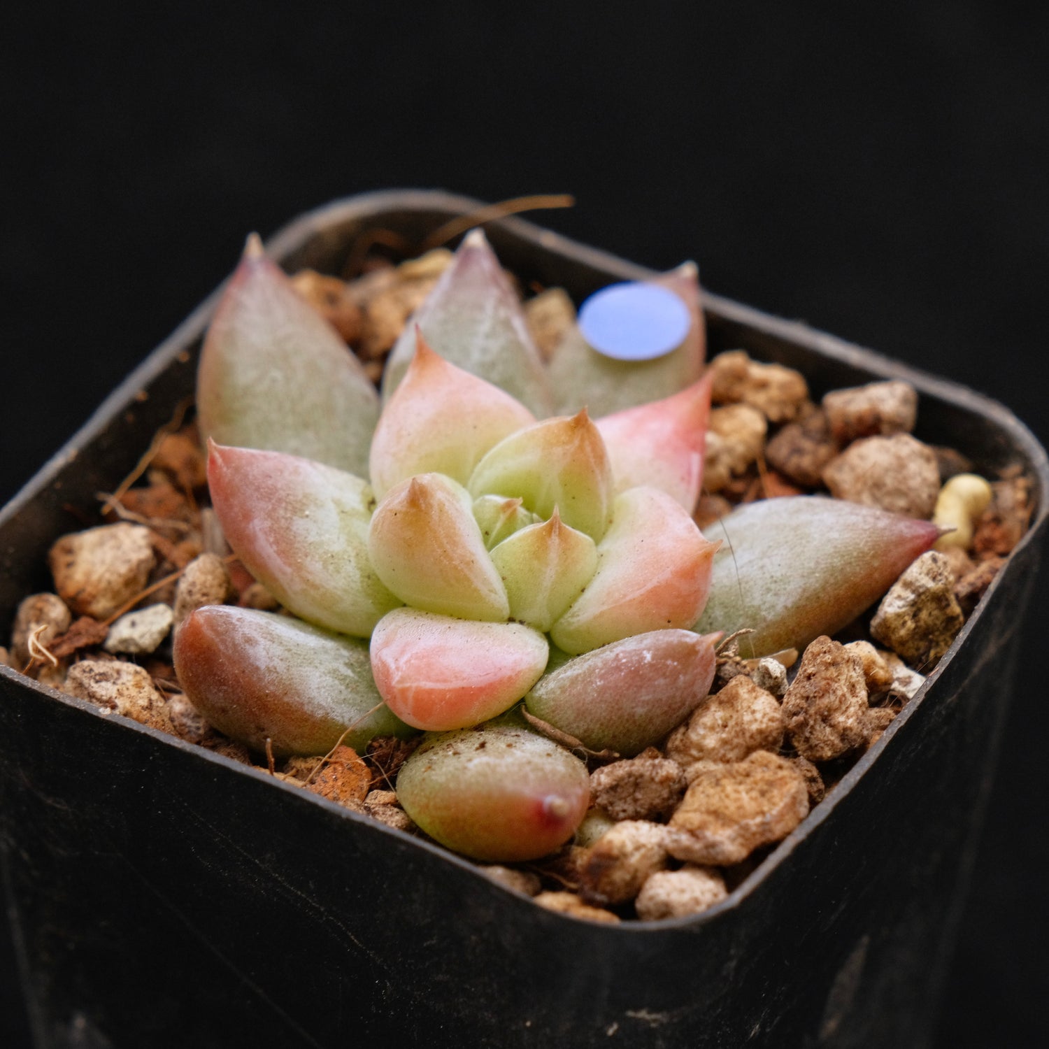 Echeveria tolimanensis hybrid Korean Succulent Plant