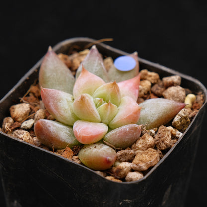 Echeveria tolimanensis hybrid Korean Succulent Plant