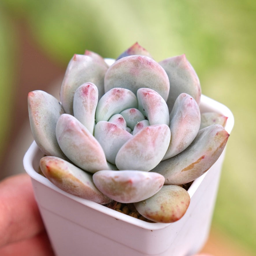 Echeveria Monroe Korean Succulent Plant