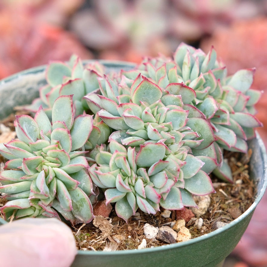 Crested Echeveria Esther Succulent Plant