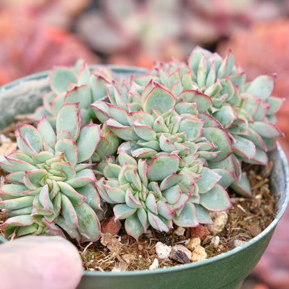 Crested Echeveria Esther Succulent Plant