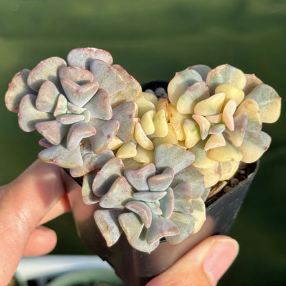 Variegated Echeveria Cubic Frost Korean Succulent Plant