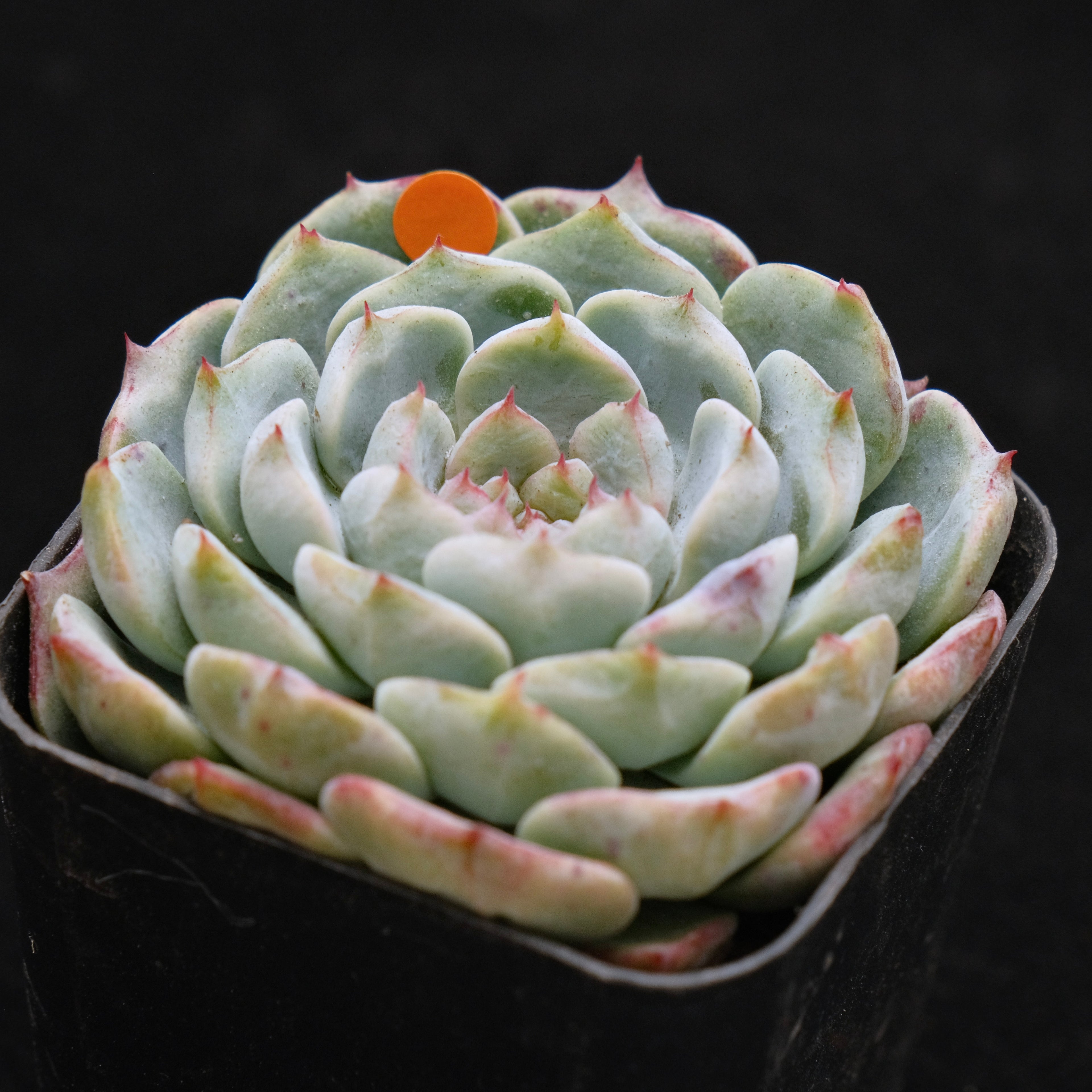 Echeveria Michelin Korean Succulent Plant Changhee hybrid