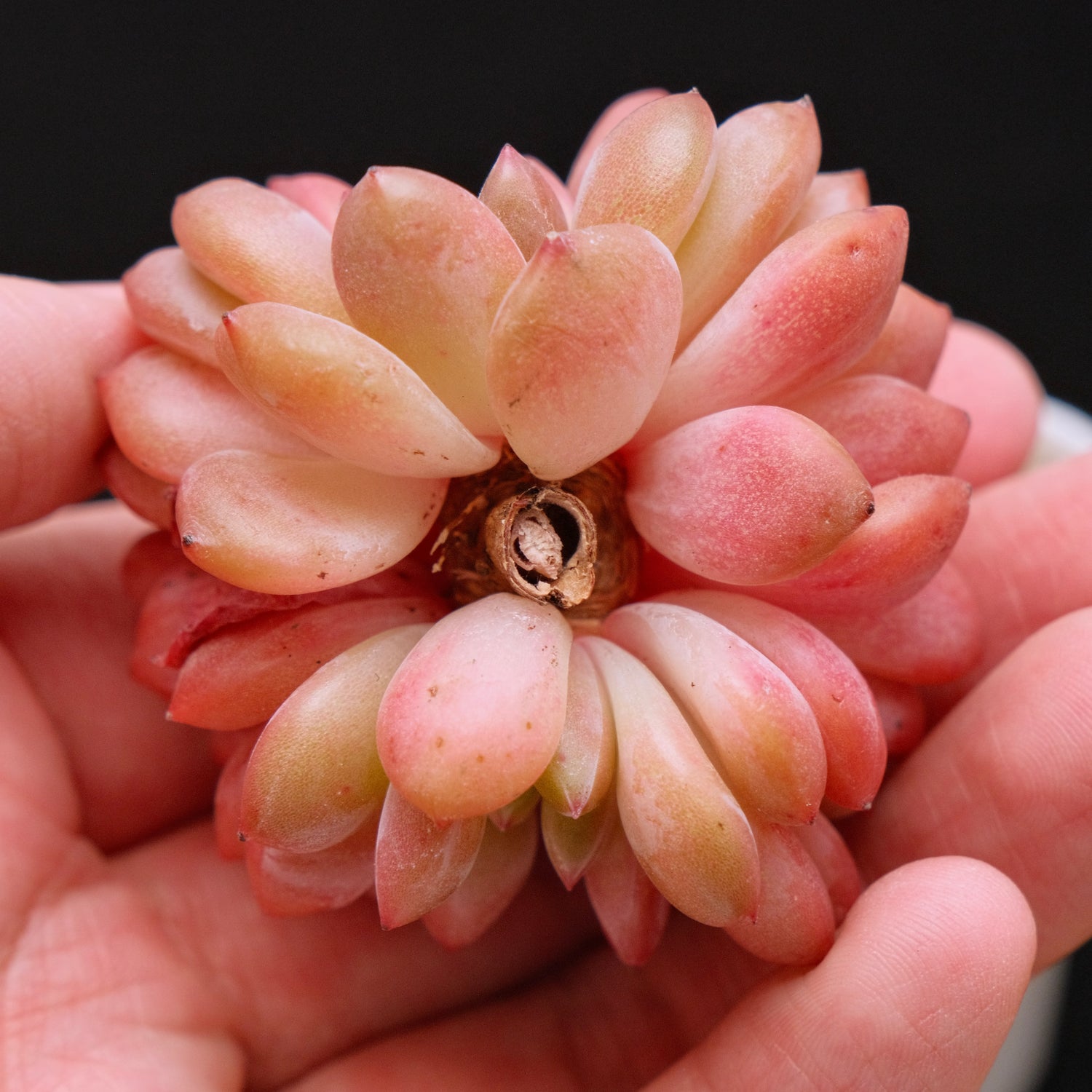 Crested Echeveria Ariel Korean Succulent Plant