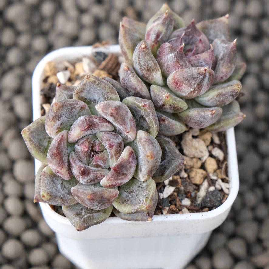Echeveria Good Night Korean Succulent Plant