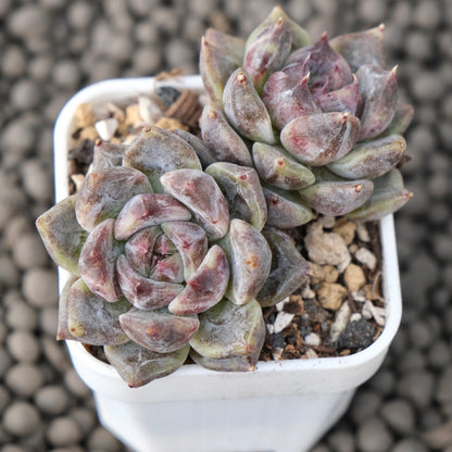 Echeveria Good Night Korean Succulent Plant