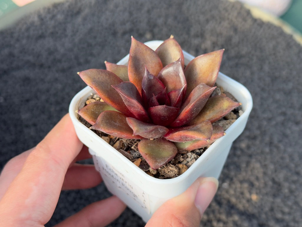Echeveria Moulin Rouge Imported Succulent Plant