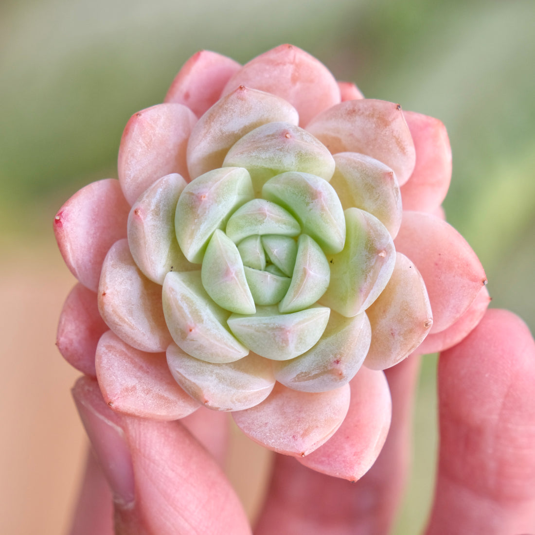 Mystery Hybrid Imported Succulent Plant
