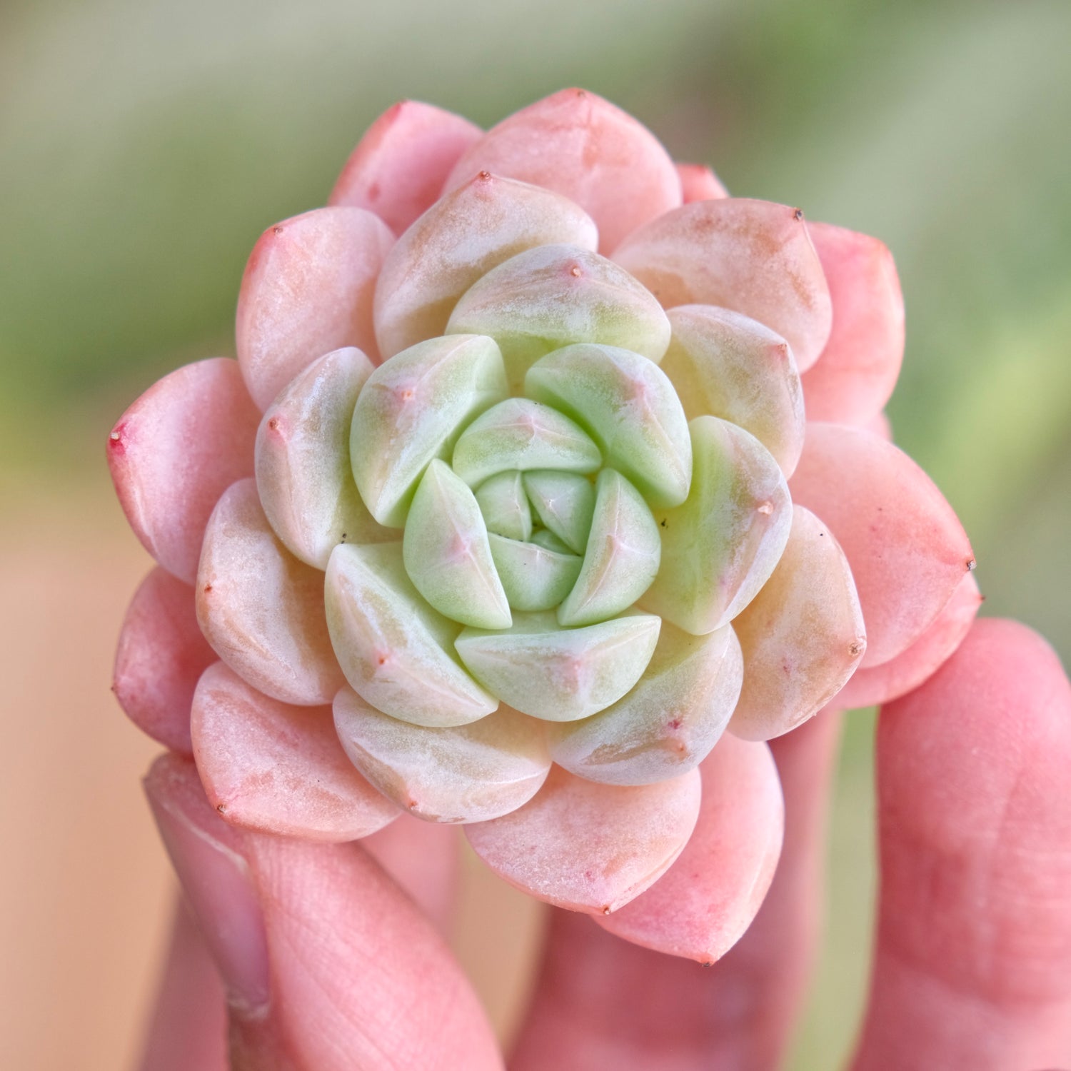 Mystery Hybrid Imported Succulent Plant