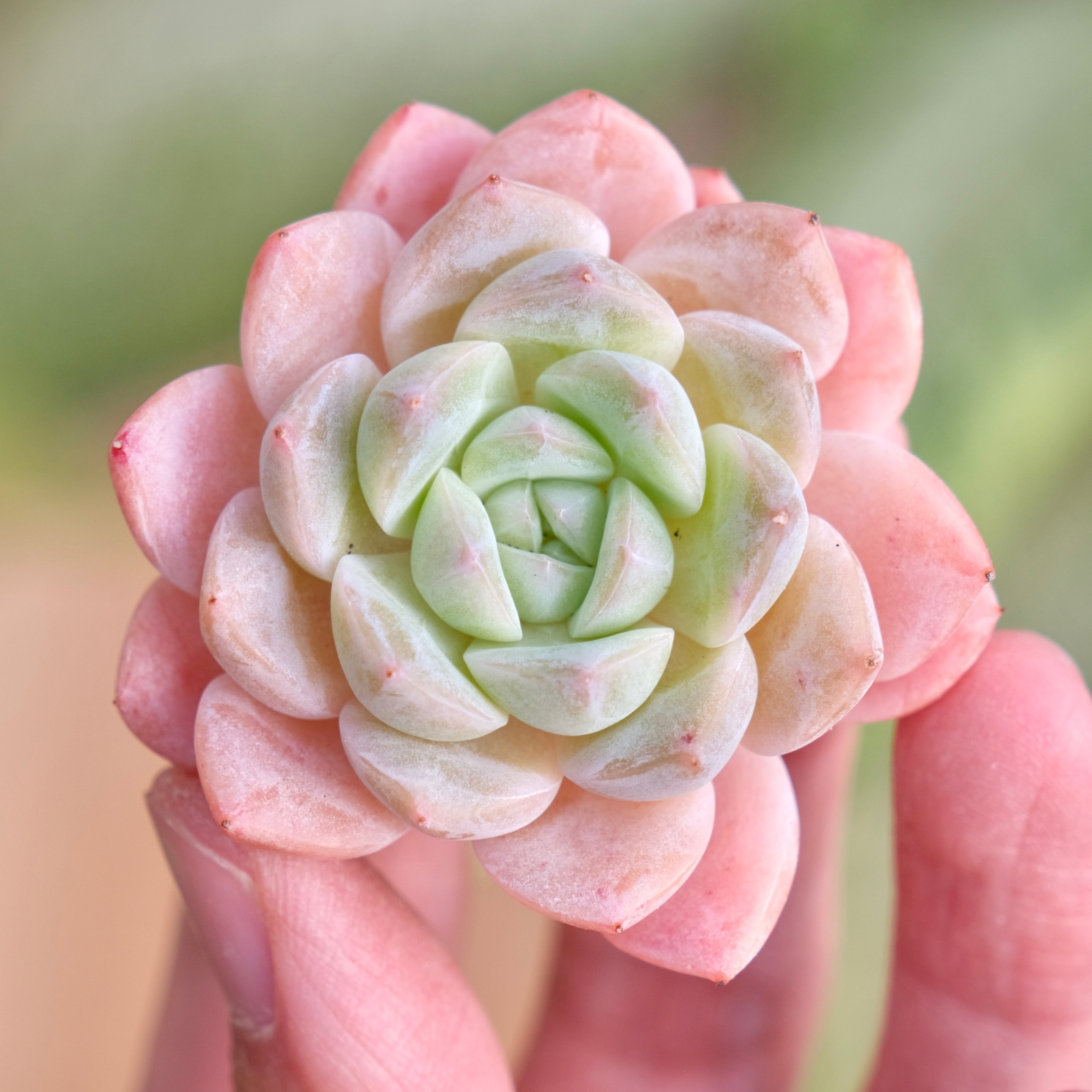 Mystery Hybrid Imported Succulent Plant