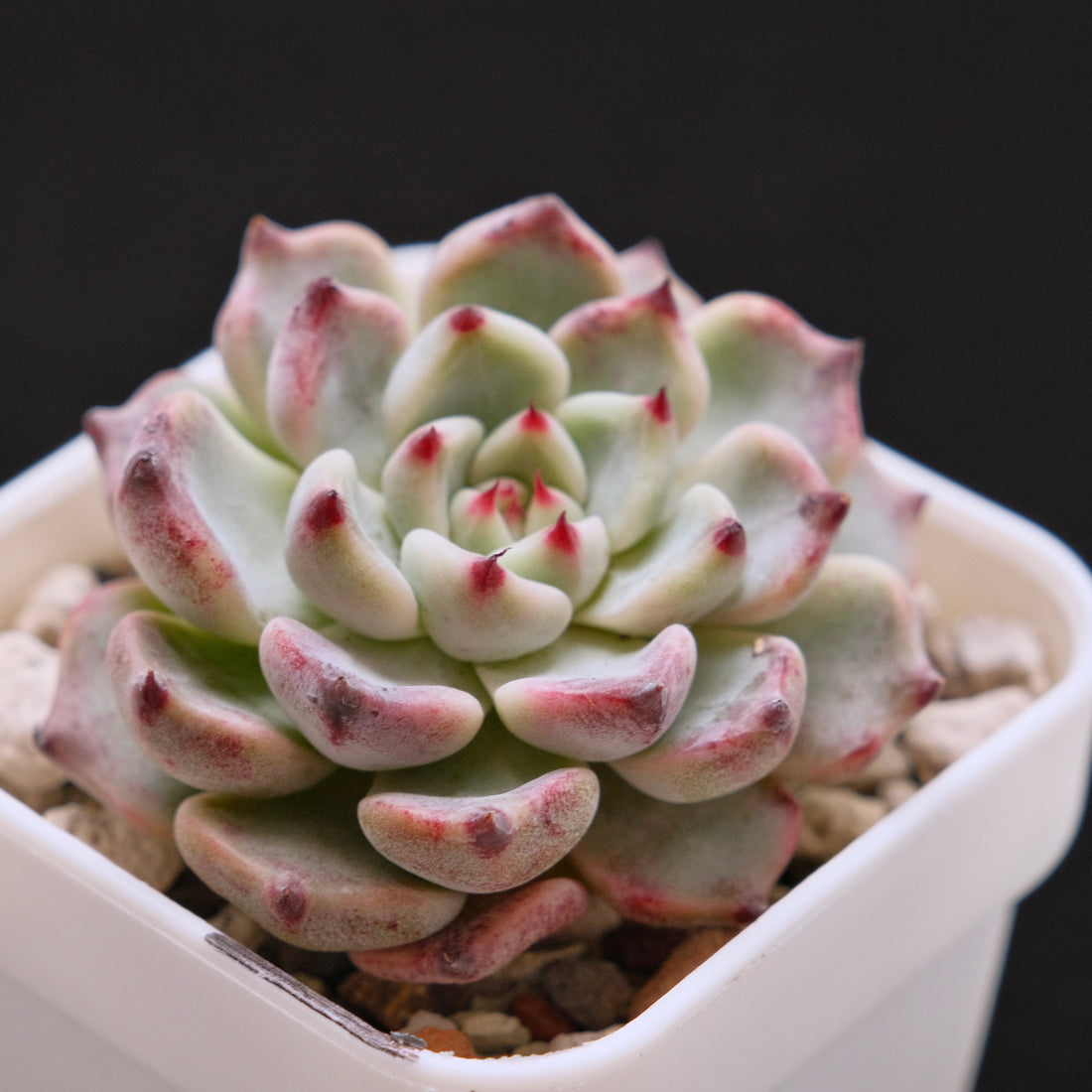Echeveria Sakura Drop Korean Succulent Plant