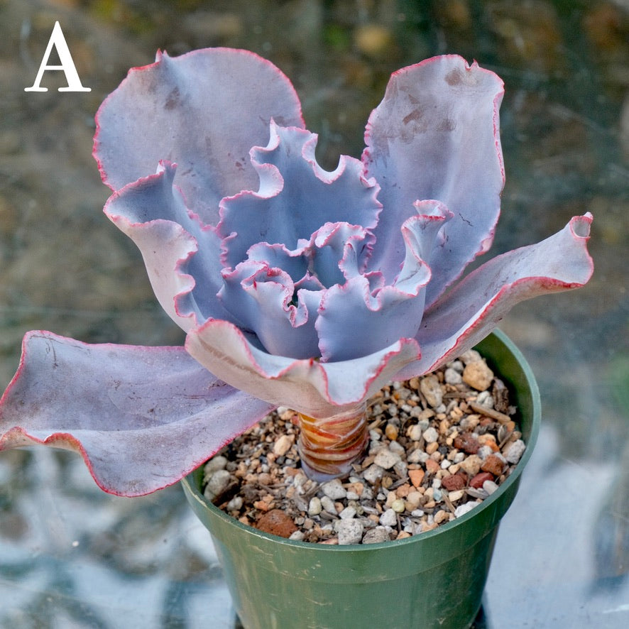 Echeveria Cinderella II - Rare Dick Wright hybrid - A