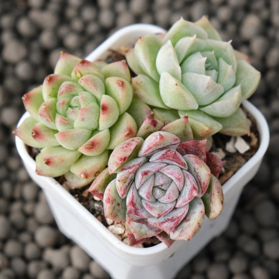 Mixed Baby Pot Korean Succulent Plant