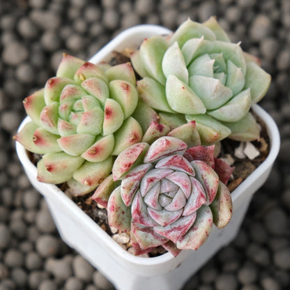 Mixed Baby Pot Korean Succulent Plant