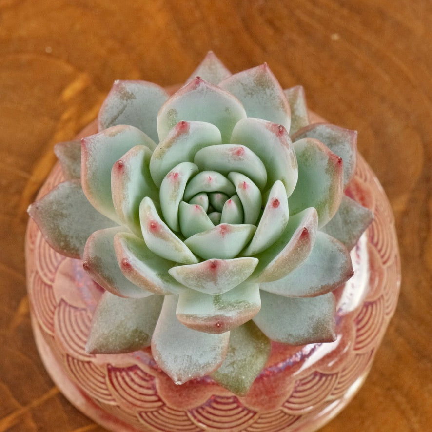 Echeveria Blue Bird Korean Succulent Plant