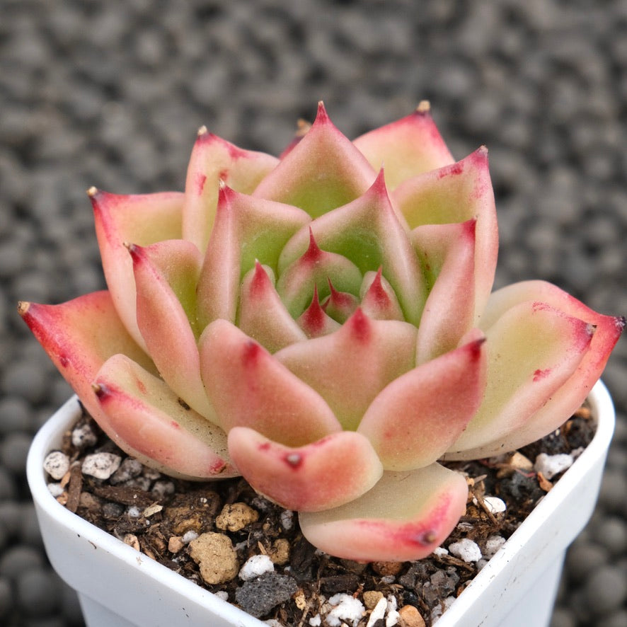 Echeveria Alisa Korean Succulent Plant Hwaga Hybrid