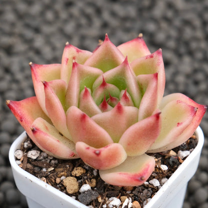 Echeveria Alisa Korean Succulent Plant Hwaga Hybrid